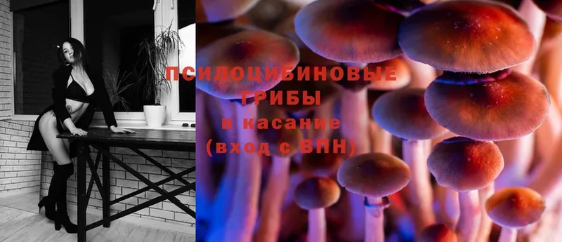 Галлюциногенные грибы Psilocybe  где найти   Мурино 